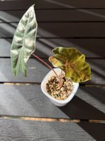 Alocasia Pseudo Sanderiana Aurea Variegata 