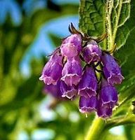 10 SAMEN BEINWELL "Symphytum officinale" 🌷 10 graines Con‪