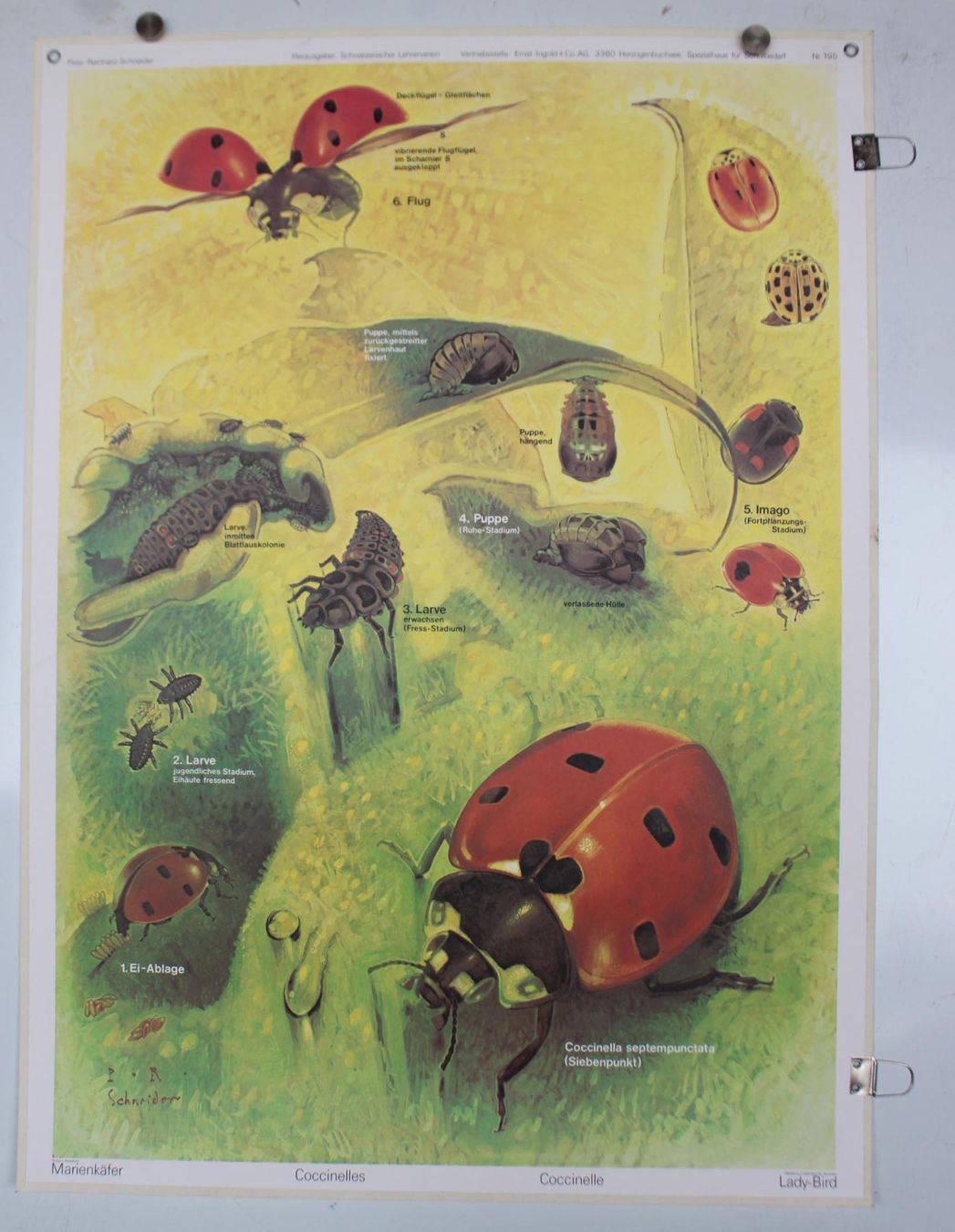 Foto & Immagini: Schulwandbild: Marienkäfer von Peter Rainhard Schneider @jun – Usato da Härkingen venduto da sammelbecken 1