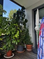 Two Thuja occidentalis (American arborvitae)