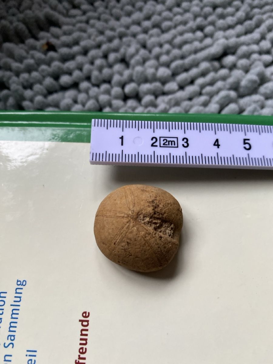 Fossili: Seeigel-Fossil – Usato da Liestal venduto da Stephanoceras1 4