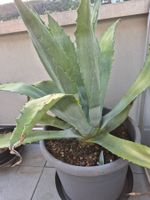 Agave americana – eindrucksvolle grosse Amerikanische Agave