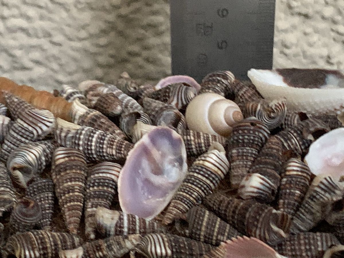 Alle Dekorationen: Maritimer Deko-Muschelkranz, Handarbeit, 37 cm – Gebraucht aus Rikon im Tösstal von miarosen 7