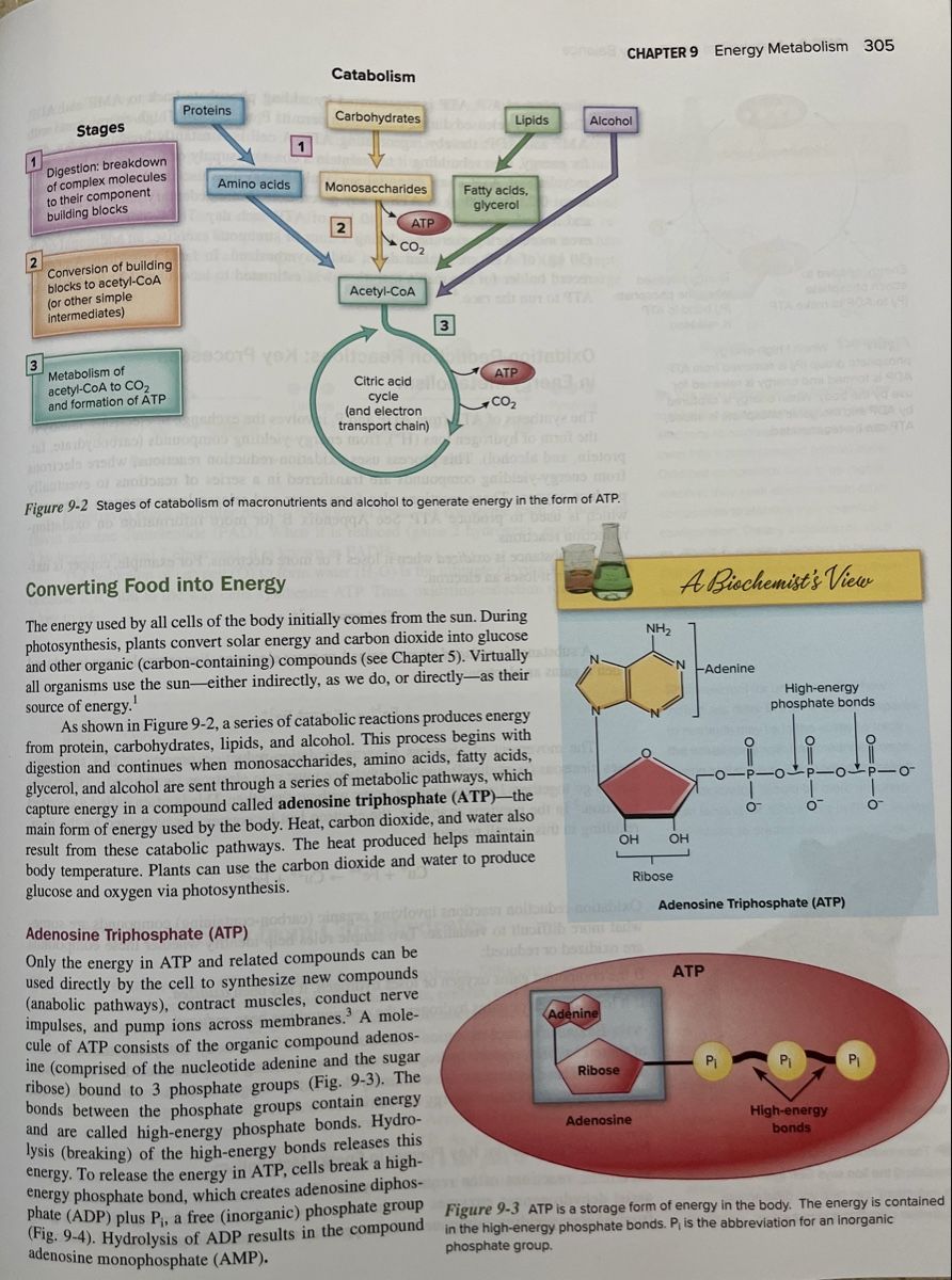 Libri: Wardlaws Perspectives in Nutrition: A Functional Approach – Nuovo (secondo la descrizione) da Zürich venduto da Jaskam 2
