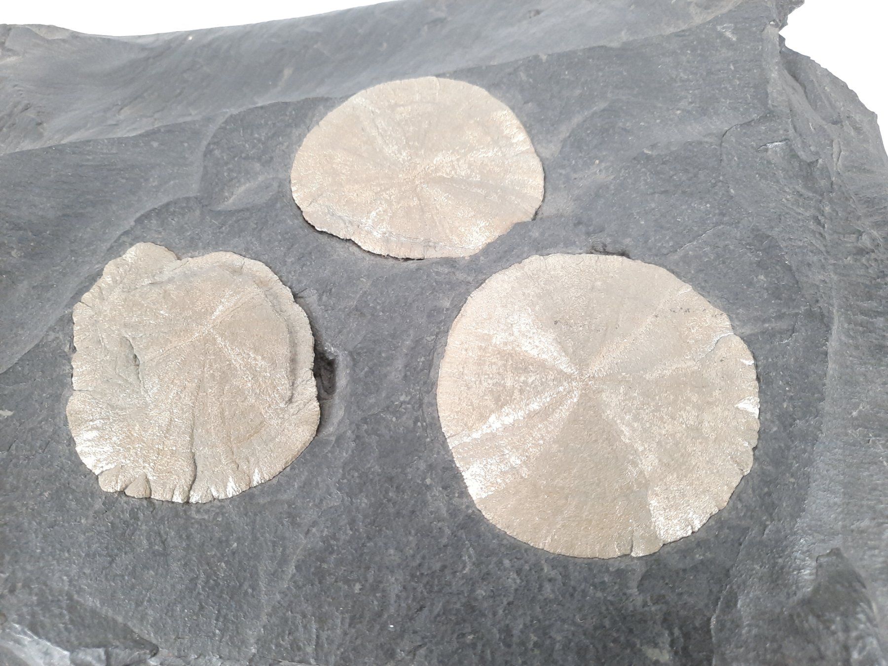 Mineralien & Heilsteine: 4 Pyrit Sonne auf Kohle-Schiefer – Gebraucht aus Beinwil am See von Restwert_Beinwil 8