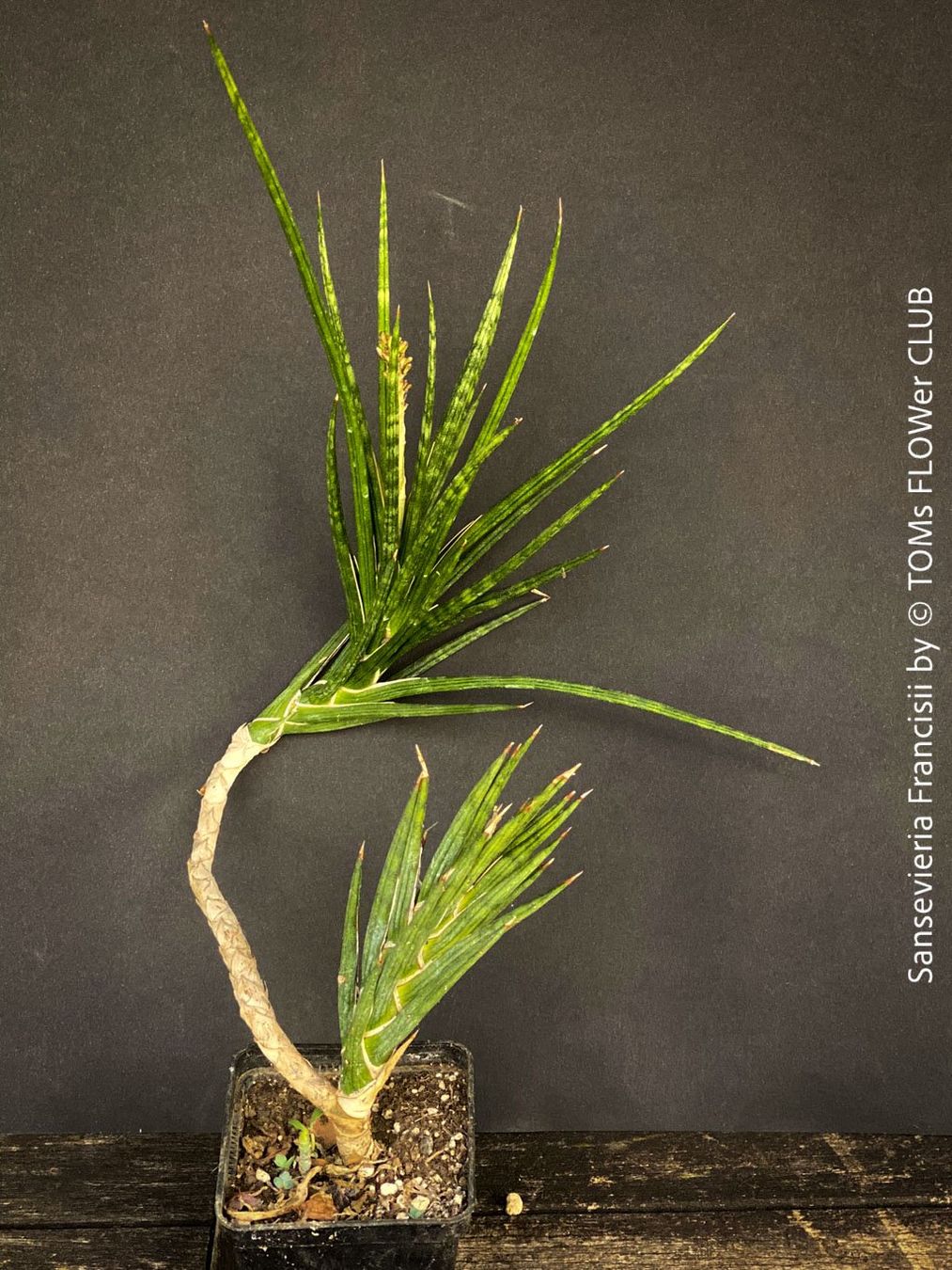 Piante & sementi: Sansevieria Francisii 1+1 - einzigartig schön - oder? – Nuovo e nell'imballaggio originale da Adliswil venduto da astom369 6