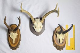 3x Geweihe - Geweih - Trophäen -  Präparat -  Deko