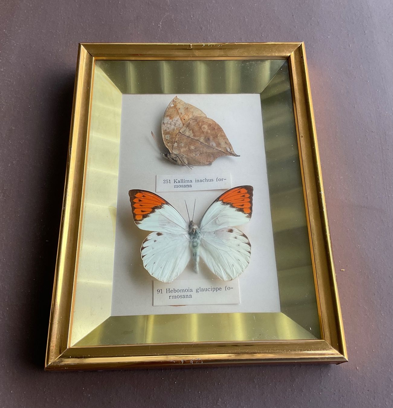 Poster & Bilder: SCHÖNES CHIN. BILD MIT ECHTEN SCHMETTERLINGEN – Gebraucht aus Adlikon b.Regensdorf von Crystaldragon09 4