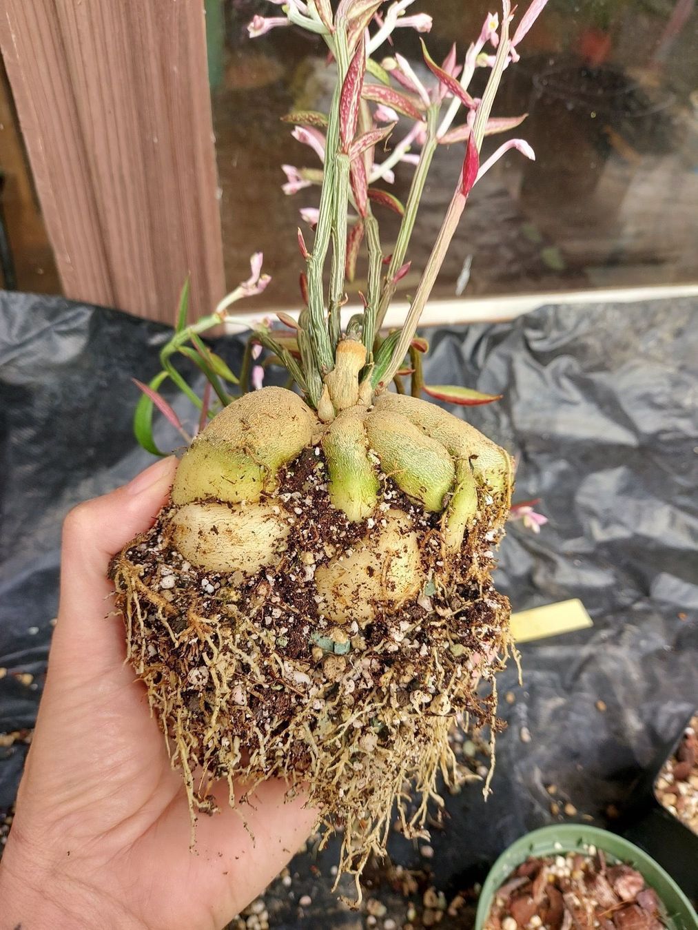Piante & sementi: Monadenium montanum var. rubellum – Nuovo (secondo la descrizione) da Thalheim venduto da silvara01 7