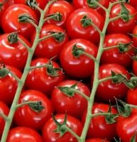 Ab 5.- fr 20 SAMEN KLASSISCHE ROT CHERRY TOMATE‪‪‪‪‪