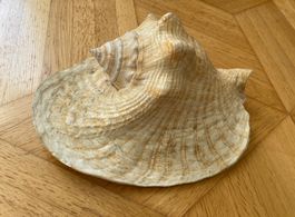 Muschel Muscheln Meeresschnecken Muschlhorn Muschelschalen