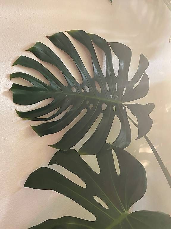 Piante & sementi: Monstera Deliciosa xxl – Usato da Pratteln venduto da Sylvie027