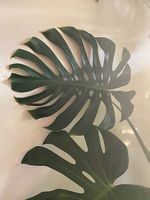 Monstera Deliciosa xxl