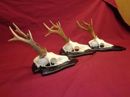 Reh, Geweihe, Trophäe, Horn, Dekoration, Jagd Abwurfstangen