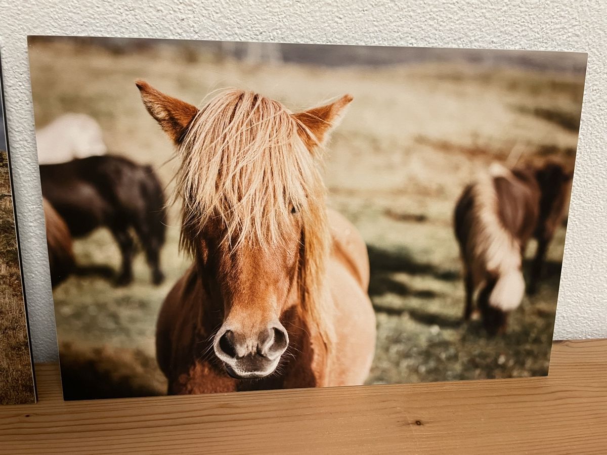 Foto & Immagini: 2 Bilder Pferde auf Island – Nuovo (secondo la descrizione) da Siebnen venduto da Starlauf 2