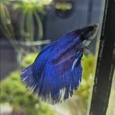 Profile image of milisandra
