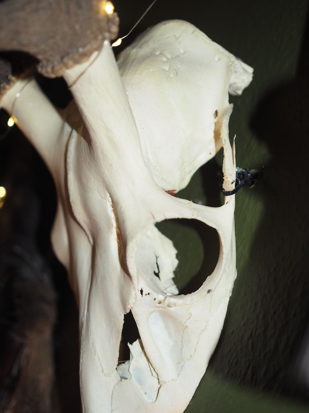 Monde des animaux: Hirschtrophäe – D'occasion à Luzern par MweziMystique 3