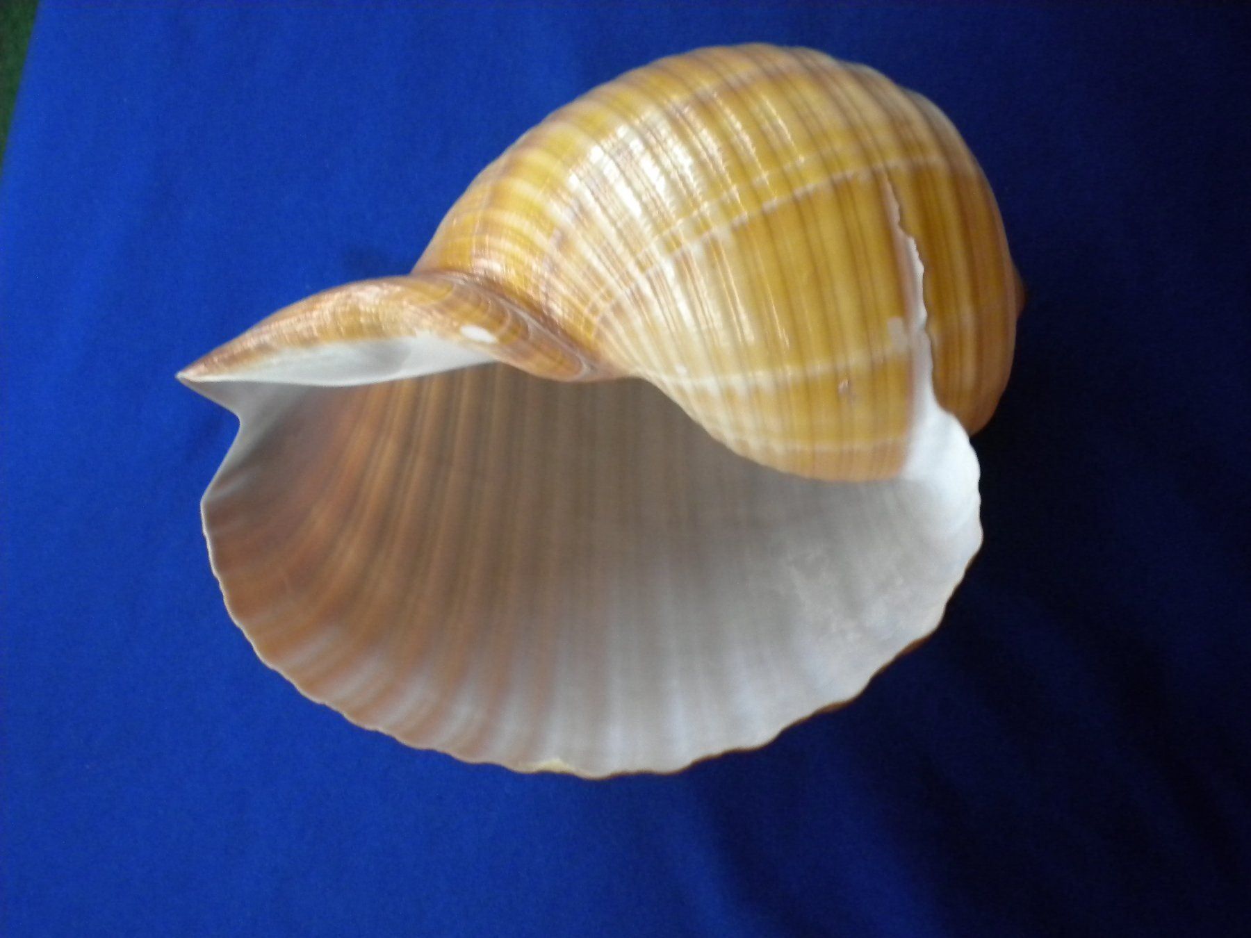 Fossilien: Riesengrosse  Muschel 15 cm selten – Gebraucht aus Spreitenbach von Sniper8952 4