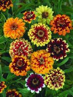 150 Samen Persian Carpet Zinnie