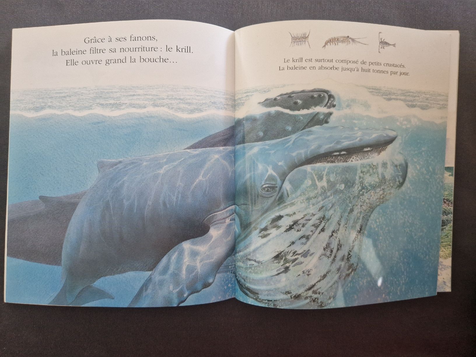 Libri: Cache-cache avec La baleine – Nuovo (secondo la descrizione) da Villars-sur-Glâne venduto da Agnie80 3