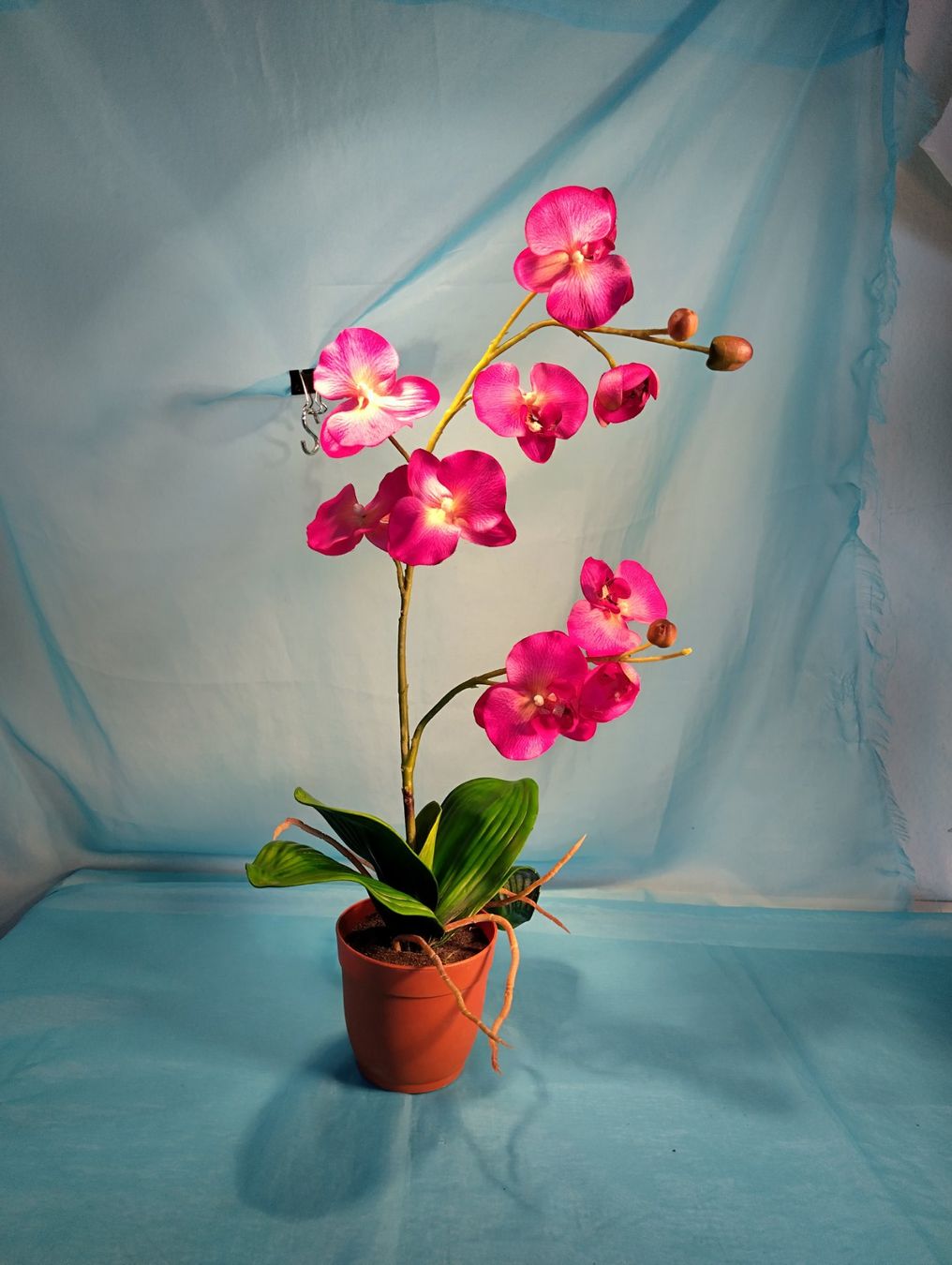 Piante & sementi: Phalaenopsis im Topf, pink, H: 58cm – Usato da Bellach venduto da JingleCherry