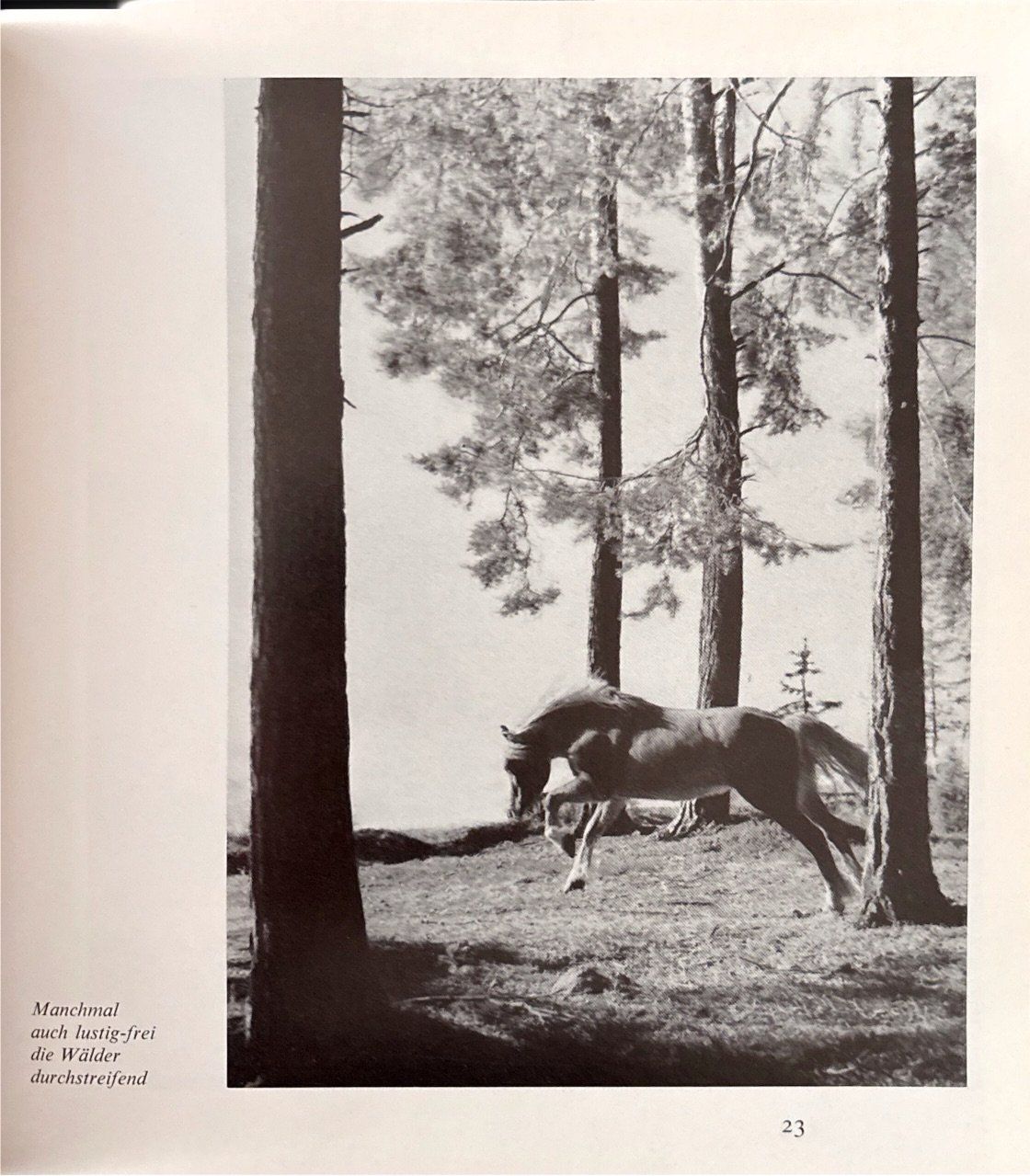 Bücher: Haflinger – Gebraucht aus Sarnen von Livres 6