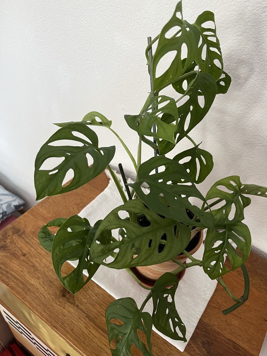 Pflanzen & Samen: Monstera Monkey leaf – Gebraucht aus Davos Platz von butzele13 2