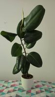 Gummibaum 