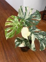 Monstera Thai Constellation💚