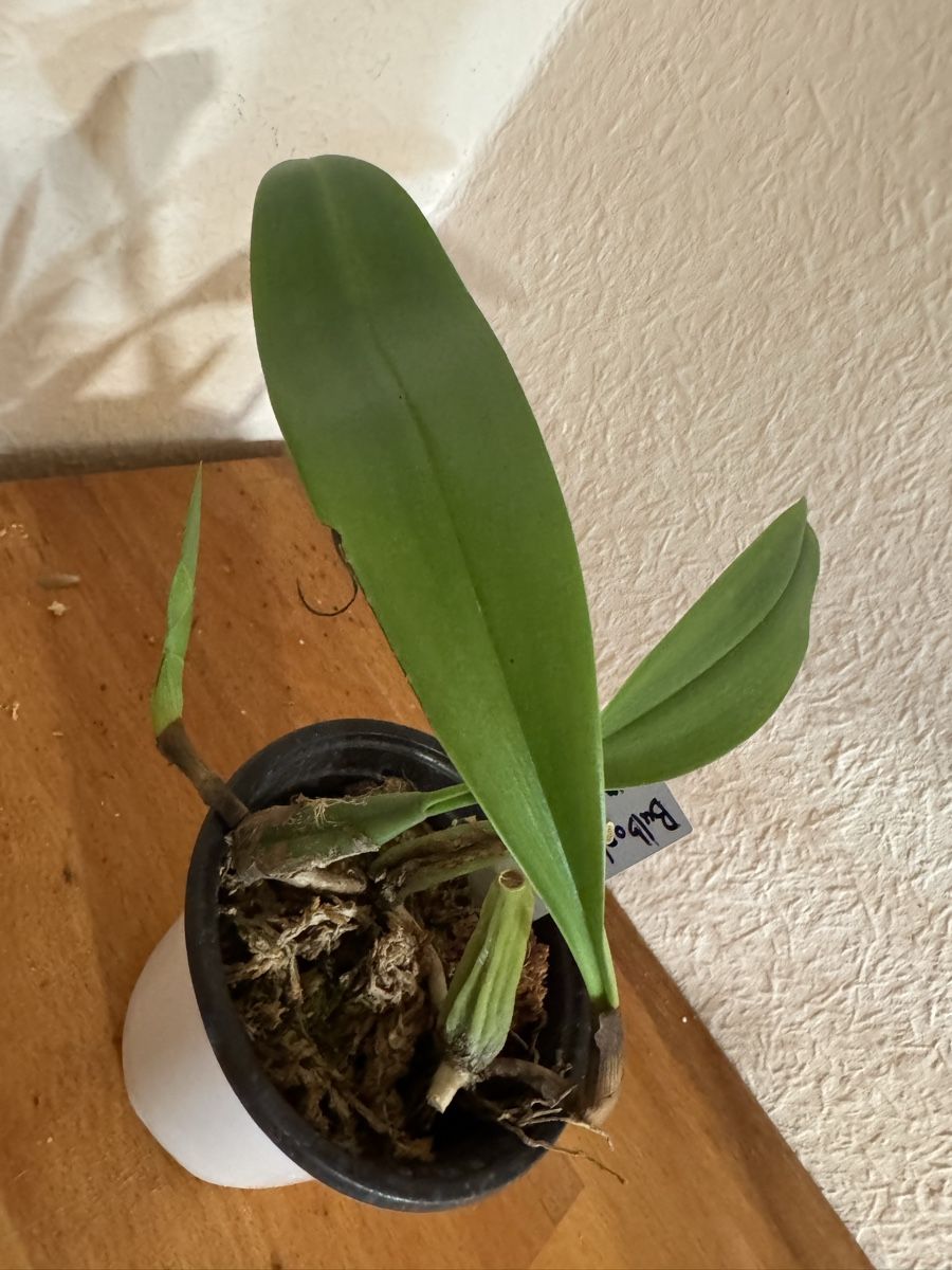 Plantes & graines: Bulbophyllum maxillare – D'occasion à Männedorf par mrclst 2