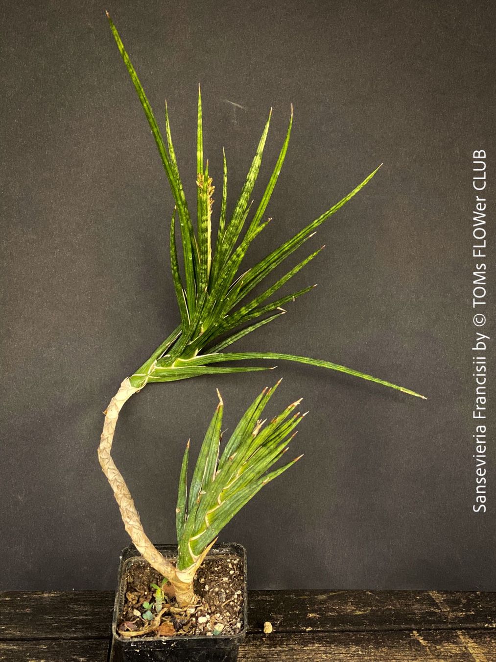 Piante & sementi: Sansevieria Francisii 1+1 - einzigartig schön - oder? – Nuovo e nell'imballaggio originale da Adliswil venduto da astom369 2