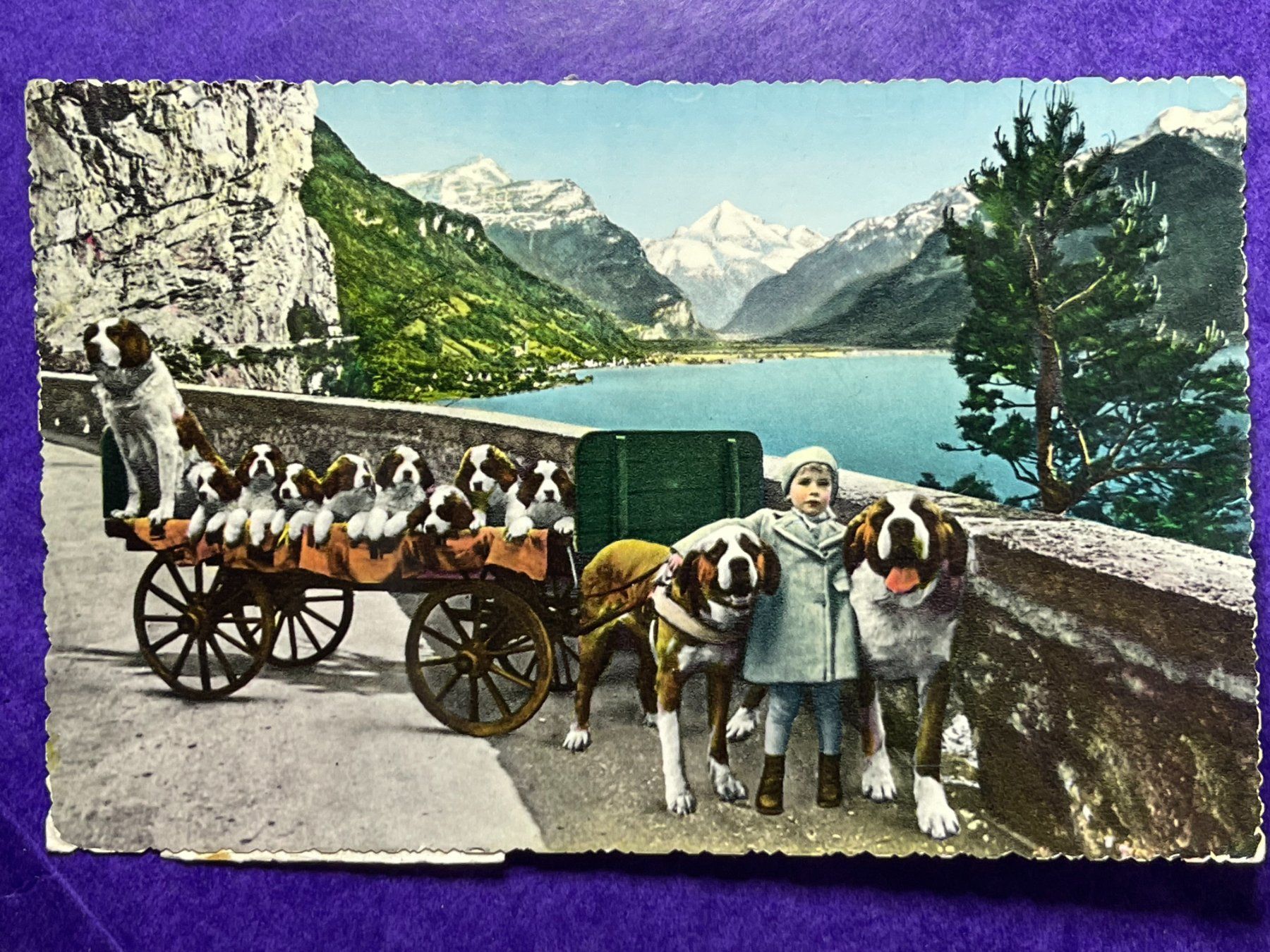 Cartoline postali: Flüelen - St. Bernhard-Zwinger – Usato da Steg VS venduto da _vinci_