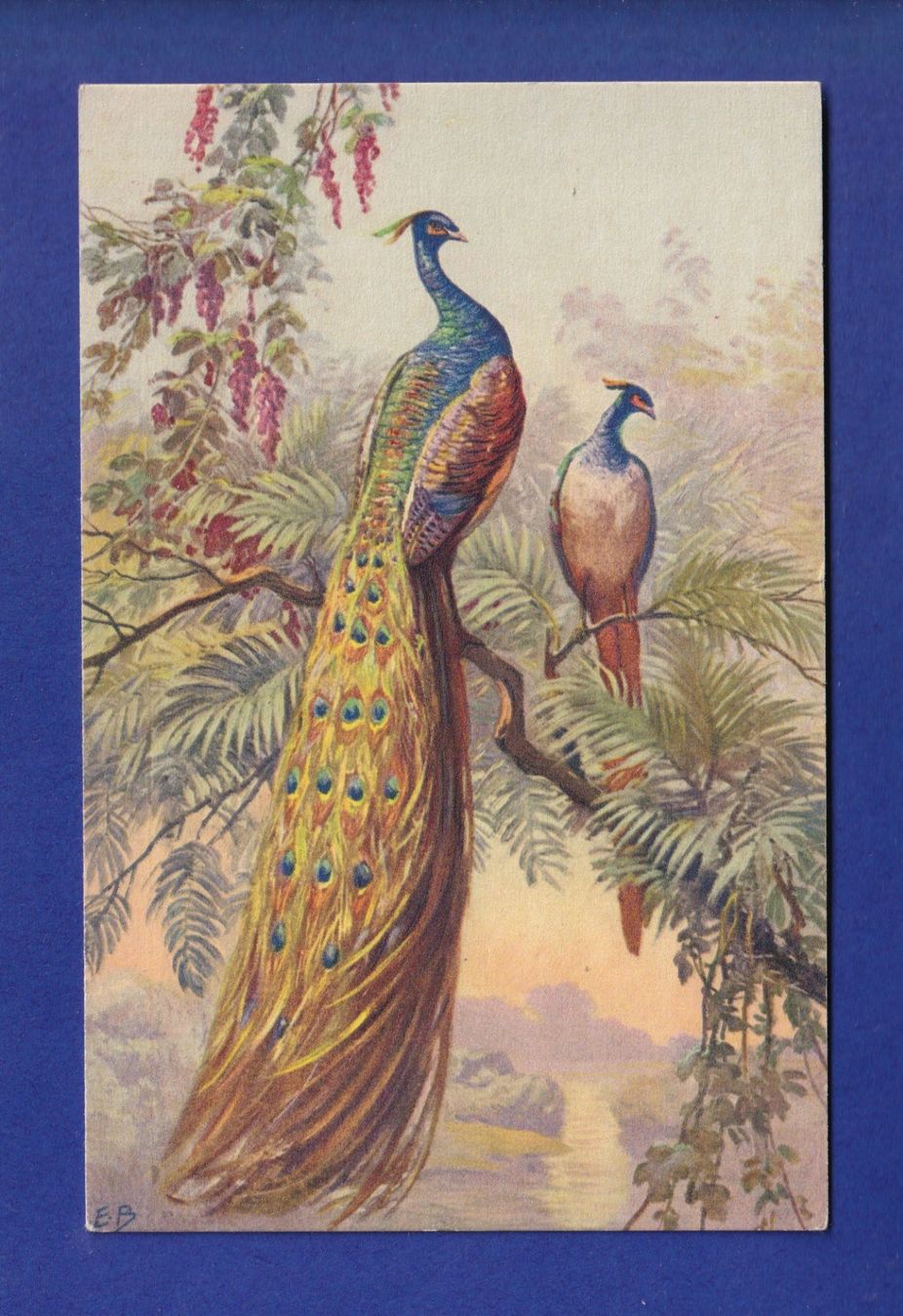 Cartes postales: OISEAU - Paon – D'occasion à Pully par nicecards-shop