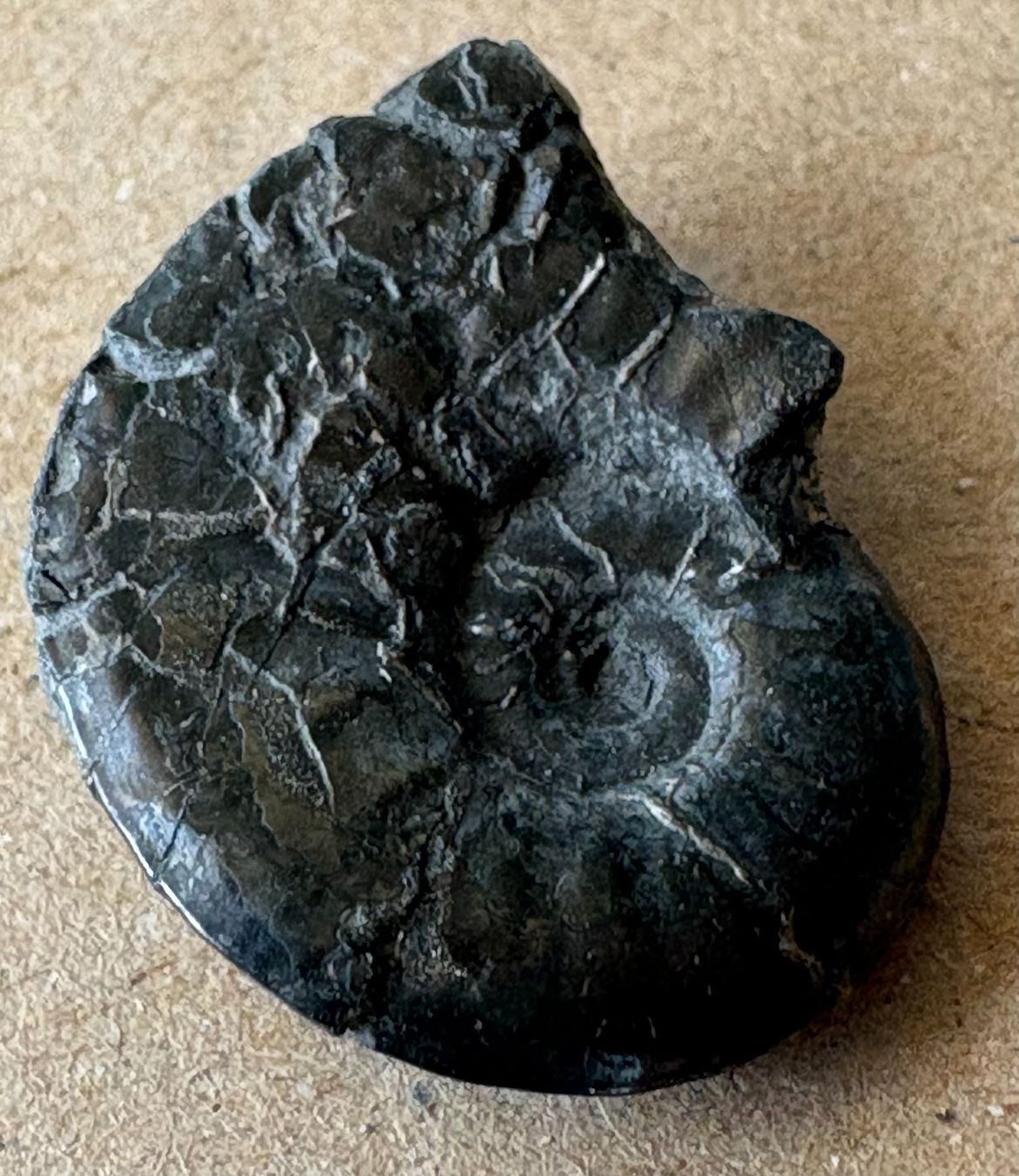 Fossilien: FOSSIL – Gebraucht aus Ostermundigen von Heavenmaus75 2