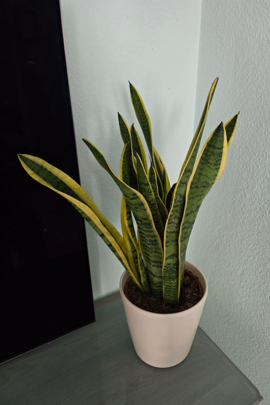 Piante & sementi: Sansevieria, Bogenhanf Zimmerpflanze mit Topf – Nuovo (secondo la descrizione) da Aarburg venduto da Glitzerschein 1