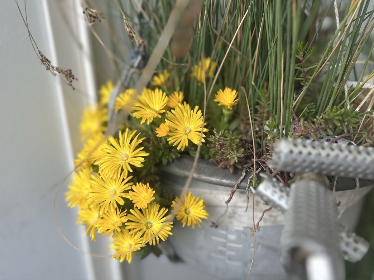 Blumentöpfe: Blumenampel  – Gebraucht aus Frauenfeld von Irene.Schuppli