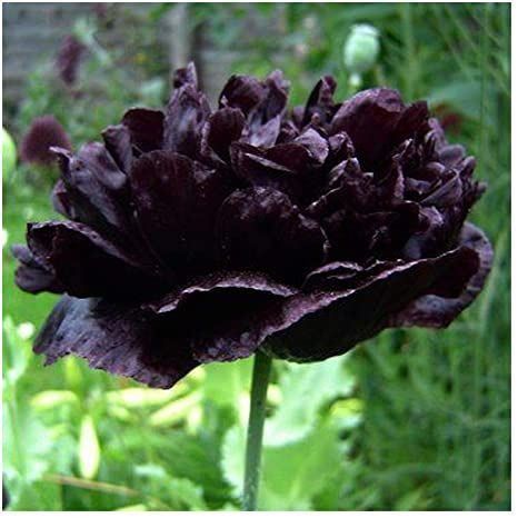 Piante & sementi: 500 Samen Mohn BLACK PEONY – Usato da Ehrendingen venduto da VerveinaSamen
