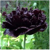 500 Samen Mohn BLACK PEONY