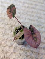 Alocasia Yucatan Princess Pink Variegata