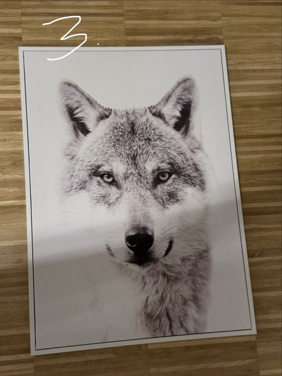 Dipinti: Bild Wolf – Usato da Neuenhof venduto da spi_vkr9
