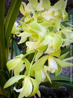 Cymbidium Hybride Tiny Green-Yellow-White Orchidee