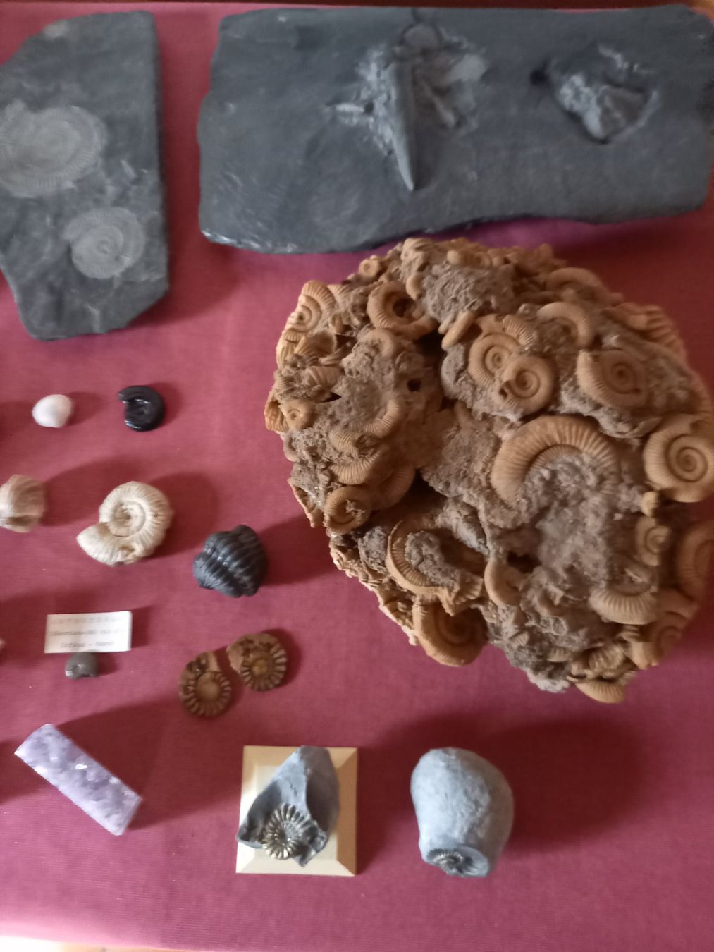 Fossili: Fossiles et minéraux – Usato da Epagny venduto da sig_fj9g 2