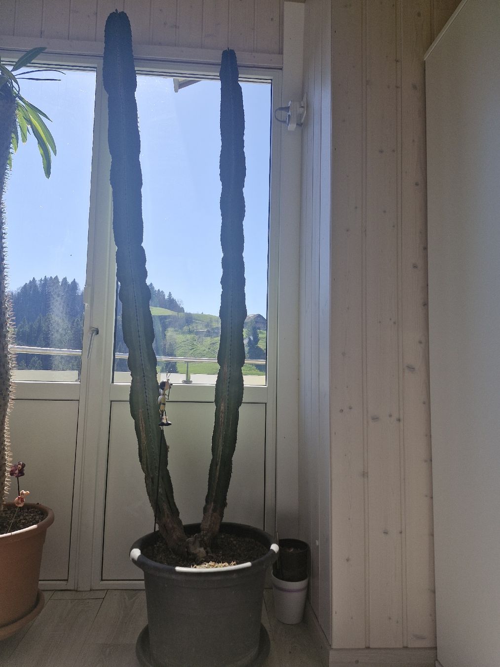 kentia palme licht Kentia-Palme – Howea forsteriana - 200 cm main image 0