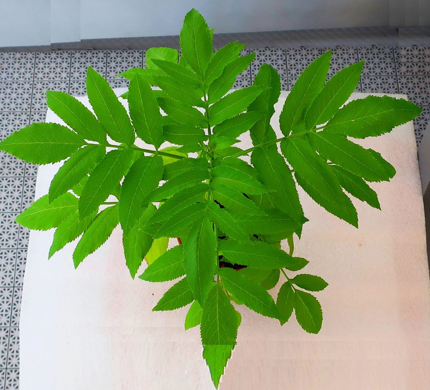 Plantes & graines: Winterharte Grünpflanze – D'occasion à Zürich par Heimklon 1