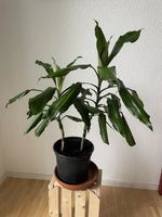Drachenbaum Zimmerpflanze, pflegeleicht & Top Zustand! (54)