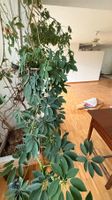 Grosse Schefflera Zimmerpflanze gebraucht im Topf