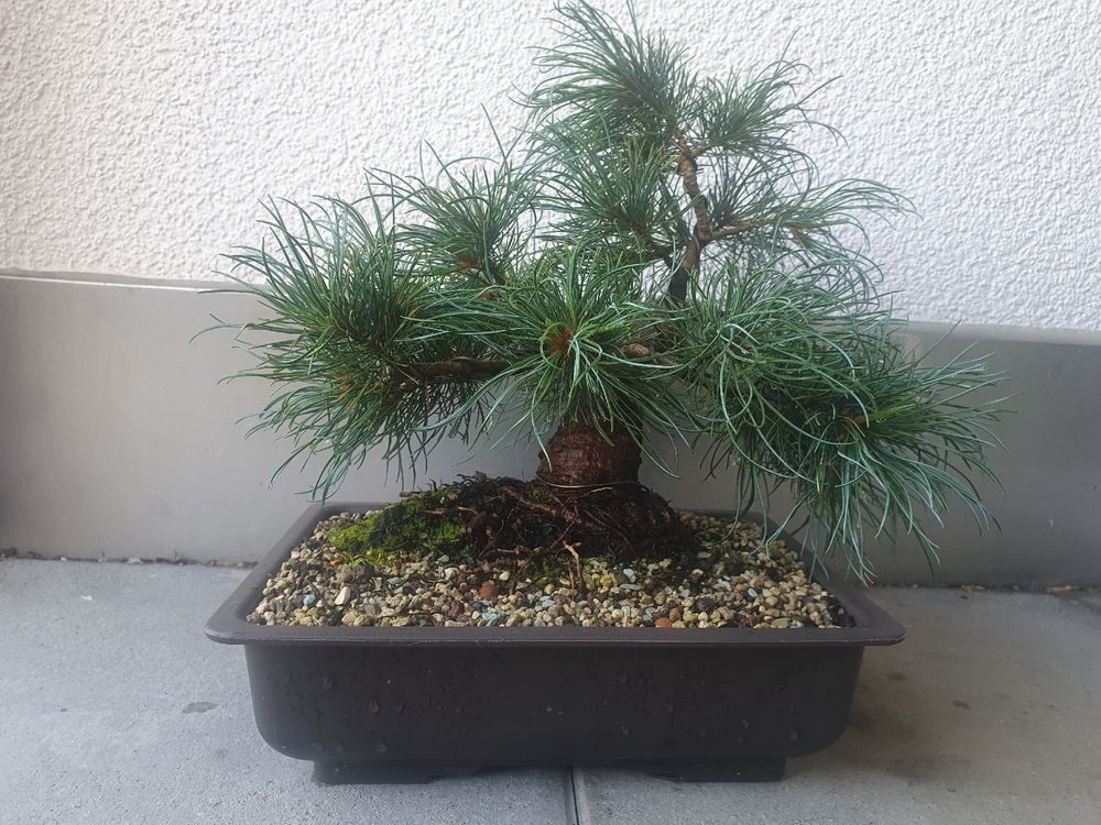 Bonsai Pinus parviflora Fukuzumi | Kaufen auf Ricardo