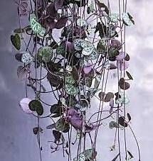 Piante & sementi: String of Hearts Steckling – Usato da Zürich venduto da Caffeinecat 3