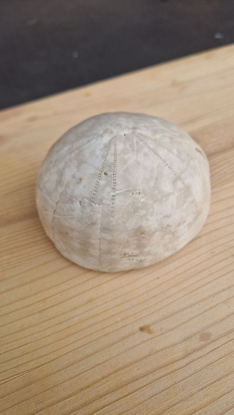 Fossili: Grosser Fossiler Seeigel – Usato da Niederhasli venduto da rehauge01 2