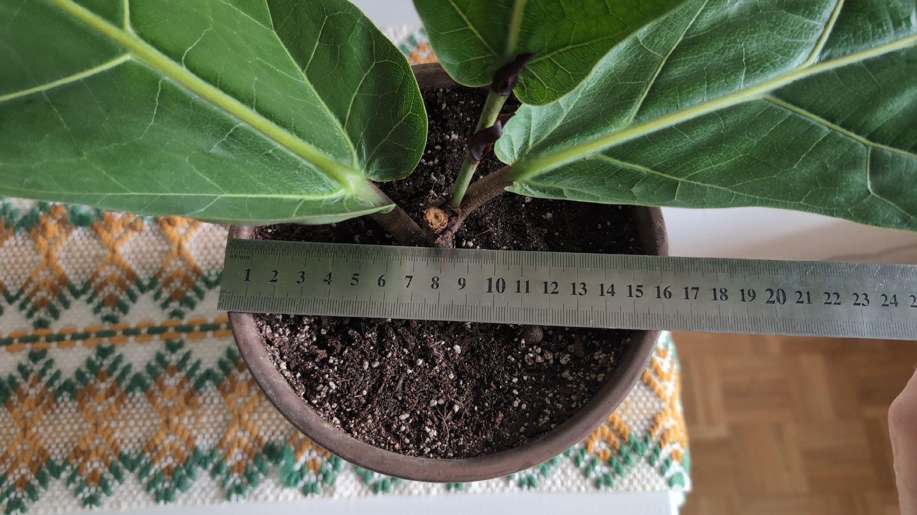 Pflanzen & Samen: Geigenfeige (Ficus lyrata) – Gebraucht aus Wallisellen von ali_x62p 6
